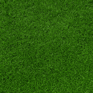 Fresh Sod (2'x5')